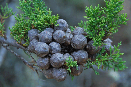 Cupressus abramsiana