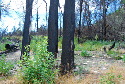 Cupressus abramsiana