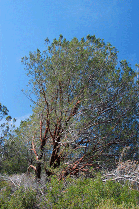 Cupressus forbesii