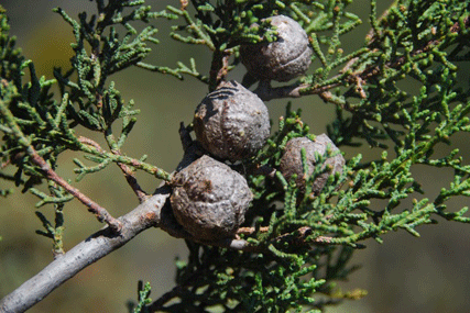 Cupressus forbesii