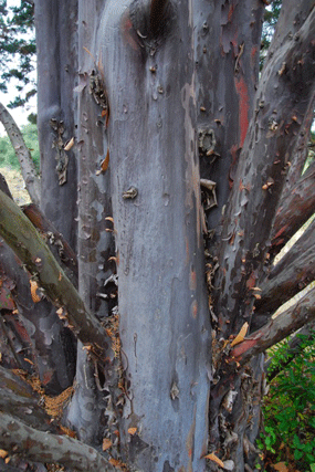 Cupressus guadalupensis