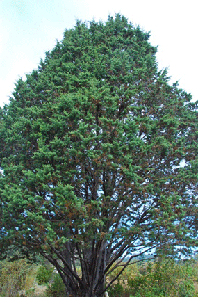Cupressus guadalupensis
