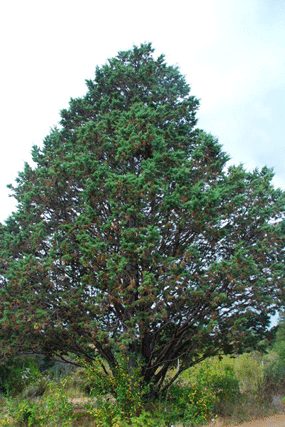 Cupressus guadalupensis
