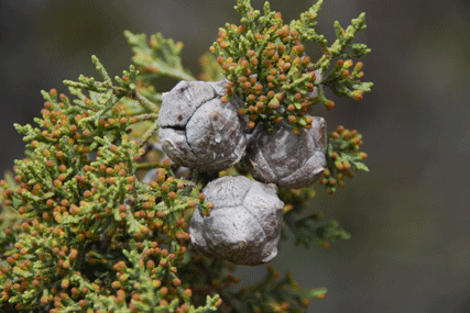 Cupressus nevadensis
