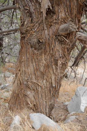 Cupressus nevadensis