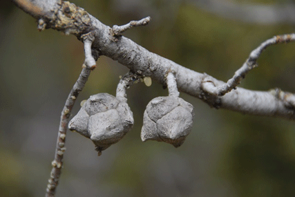 Cupressus nevadensis
