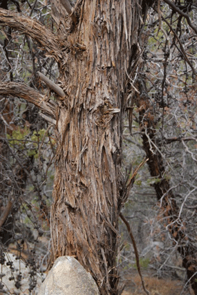 Cupressus nevadensis