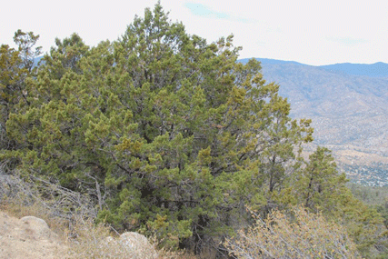 Cupressus nevadensis