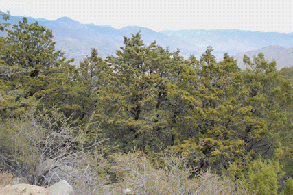 Cupressus nevadensis