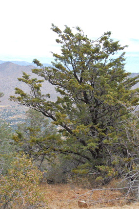 Cupressus nevadensis