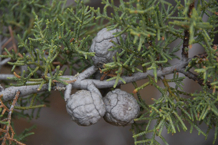 Cupressus nevadensis