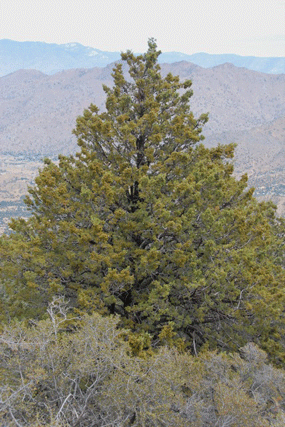 Cupressus nevadensis