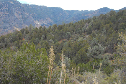 Cupressus nevadensis