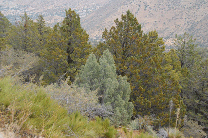 Cupressus nevadensis