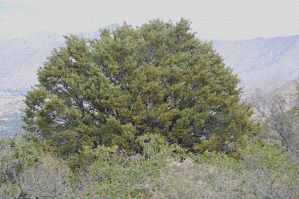 Cupressus nevadensis