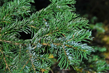 Abies amabilis