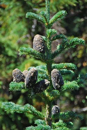 Abies amabilis