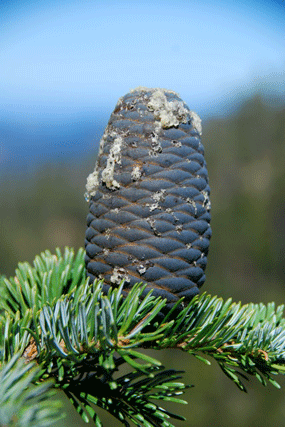 Abies amabilis