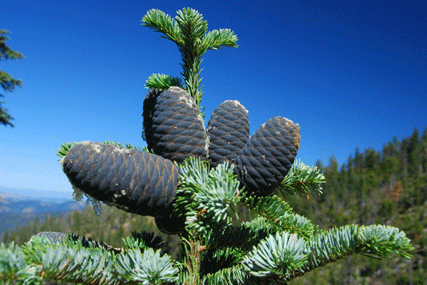 Abies amabilis