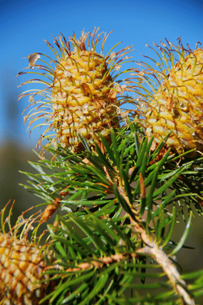 Abies bracteata