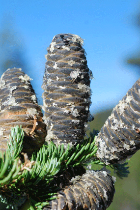 Abies lasiocarpa