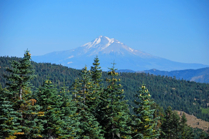 Abies magnifica shastensis