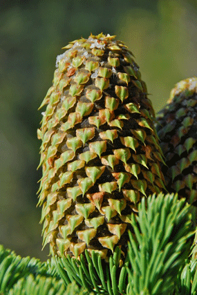 Abies magnifica shastensis