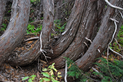 Cupressus nootkatensis