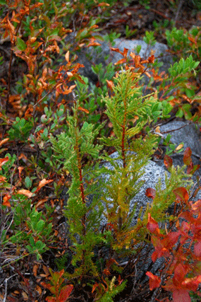 Cupressus nootkatensis