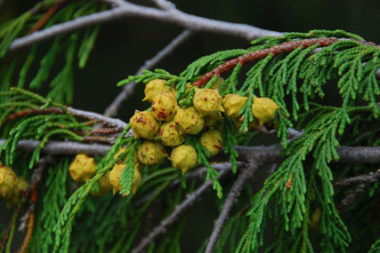 Cupressus nootkatensis