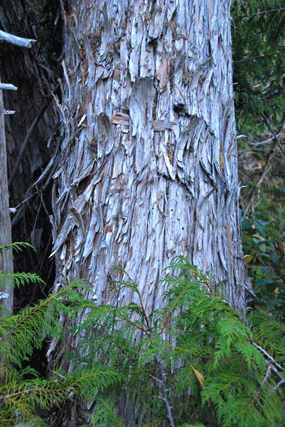 Cupressus nootkatensis