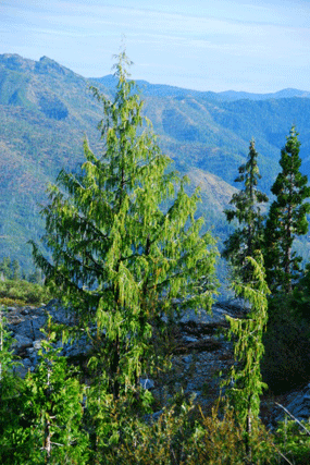 Cupressus nootkatensis