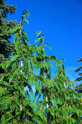 Cupressus nootkatensis