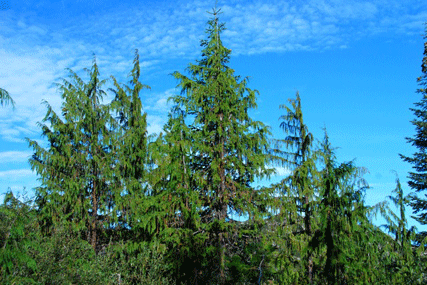 Cupressus nootkatensis