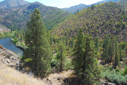 Juniperus occidentalis