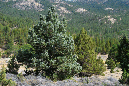 Juniperus occidentalis