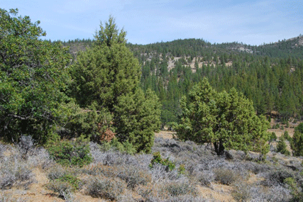 Juniperus occidentalis
