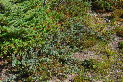 Juniperus communis saxatilis