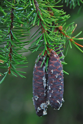 Picea breweriana