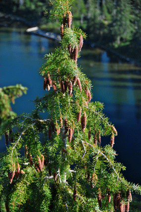 Picea breweriana