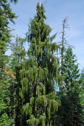 Picea breweriana