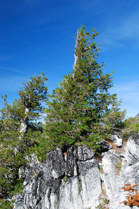 Pinus albicaulis