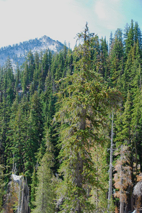 Pinus balfourianabalfouriana