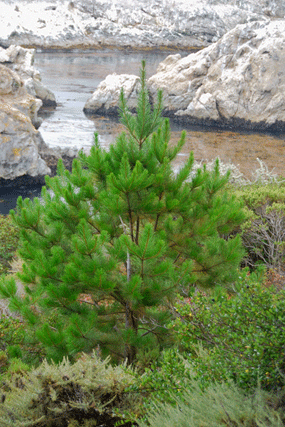 Pinus radiata