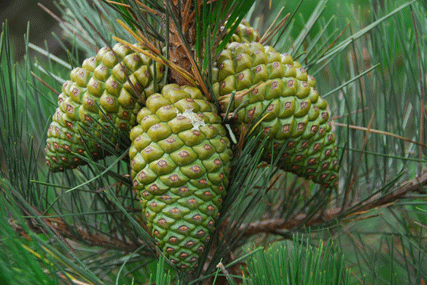 Pinus radiata