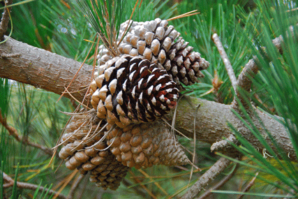Pinus radiata