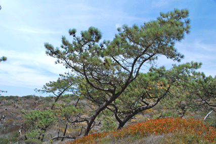 Pinus torreyana
