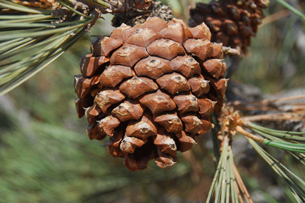 Pinus torreyana