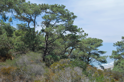 Pinus torreyana