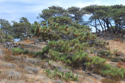 Pinus torreyana